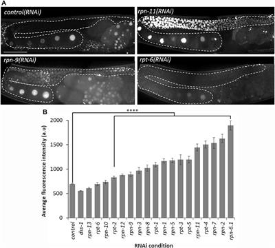 Proteasomal subunit depletions differentially affect germline integrity in C. elegans